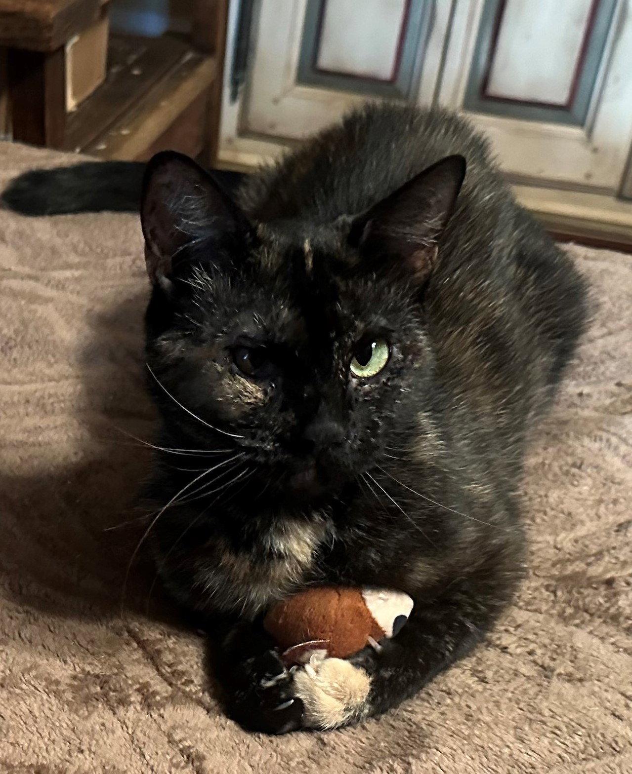 Mistee, a Adoptable Tortoiseshell in Palo Alto, CA image 1/3
