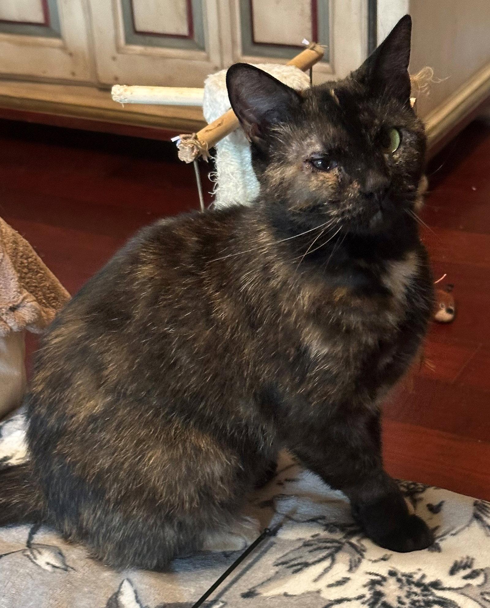 Mistee, a Adoptable Tortoiseshell in Palo Alto, CA image 2/3