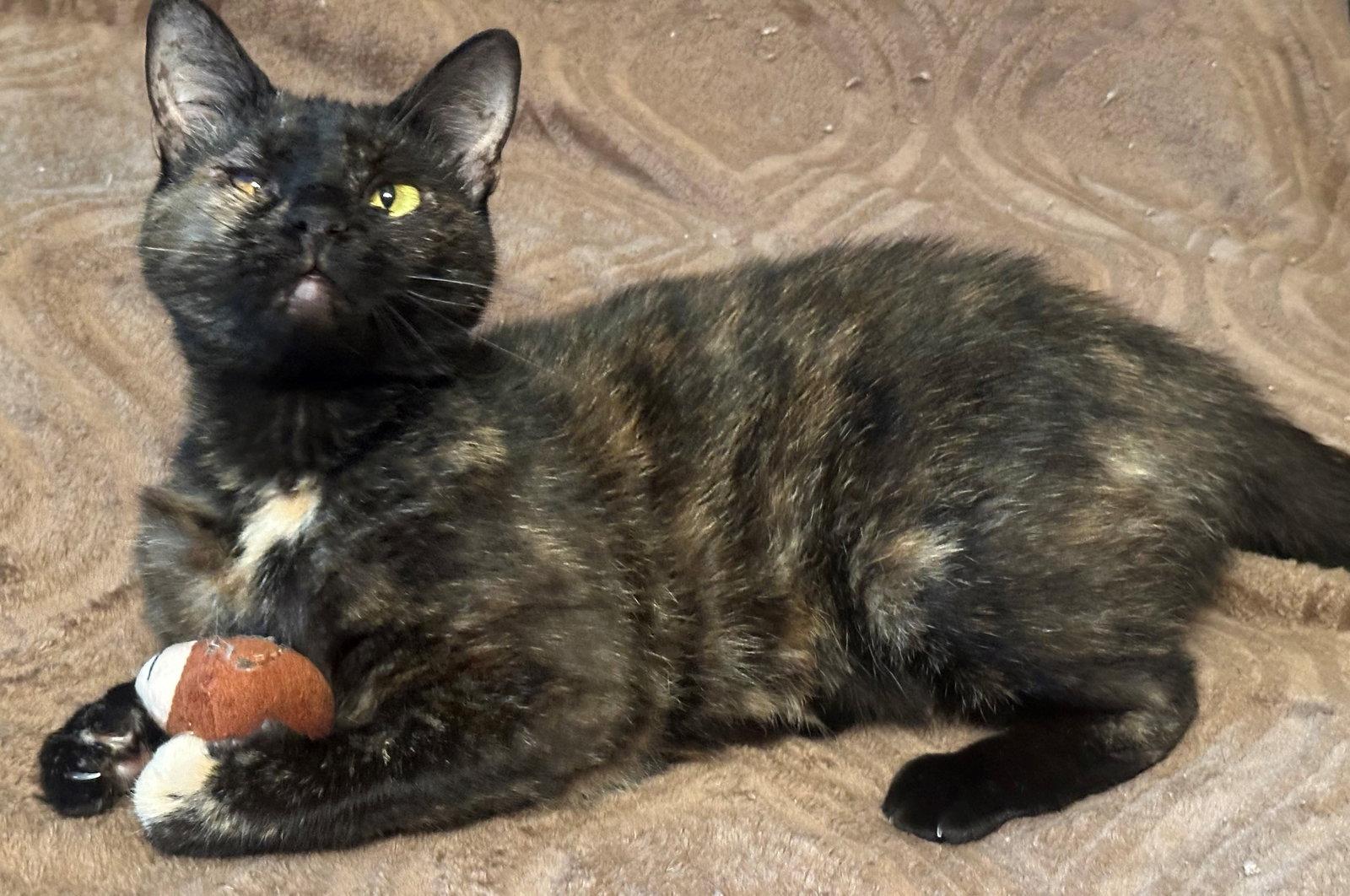 Mistee, a Adoptable Tortoiseshell in Palo Alto, CA image 3/3