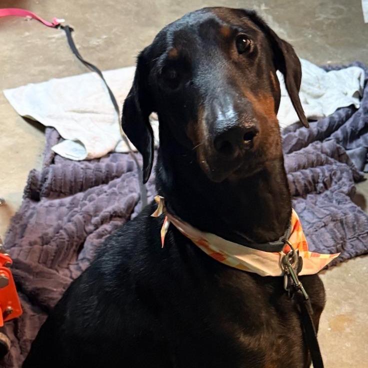 Feng, Adoptable, Adult Male Doberman Pinscher.