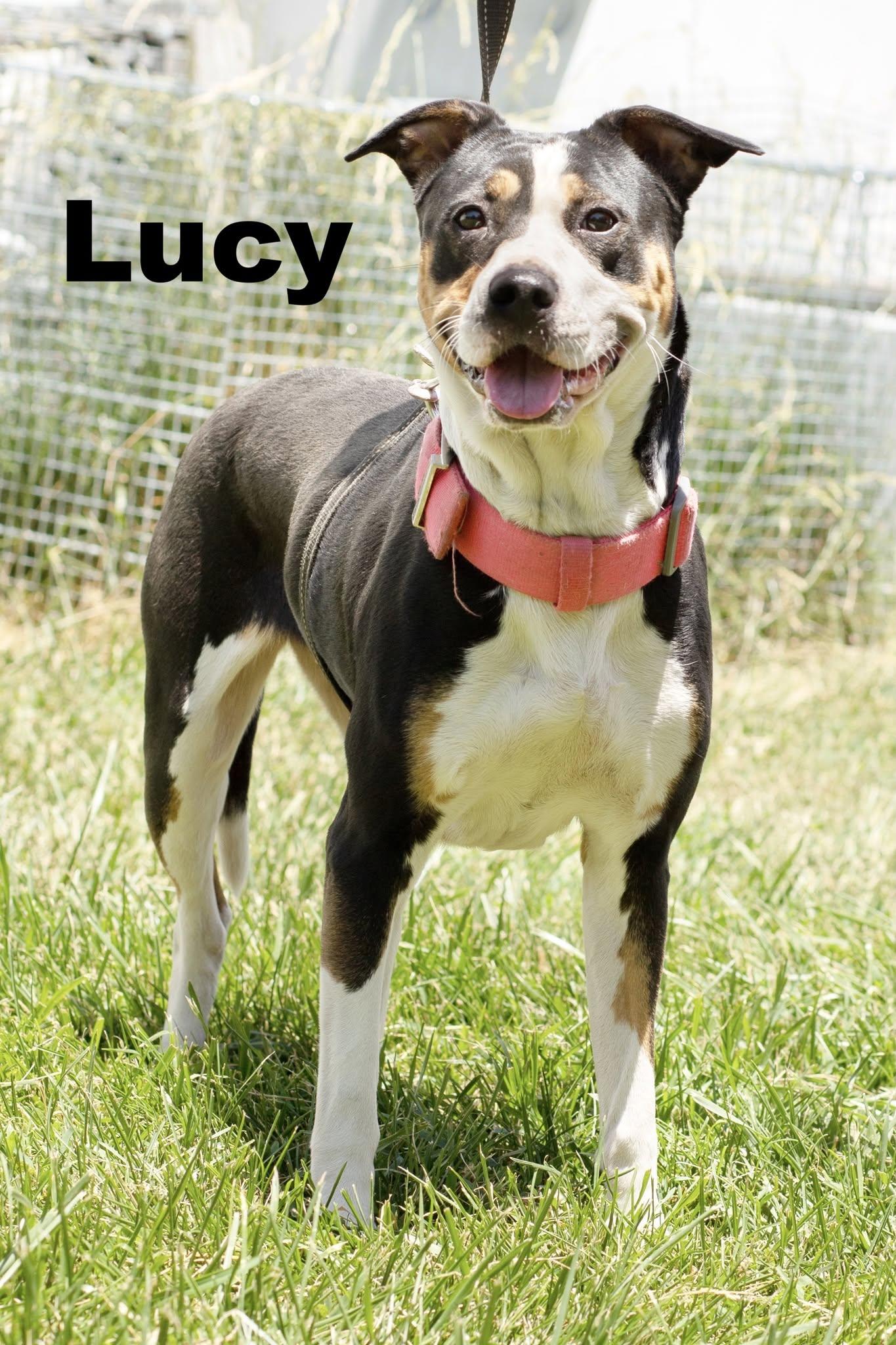 Enlarge Lucy, a ADOPTABLE Mixed Breed in Macomb, IL image 1/1