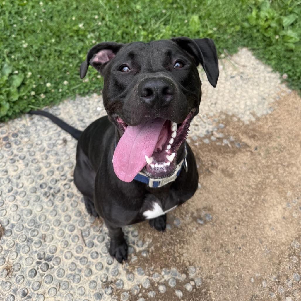 Enlarge Riot, a Adoptable Pit Bull Terrier in Fairmont, WV image 2/6