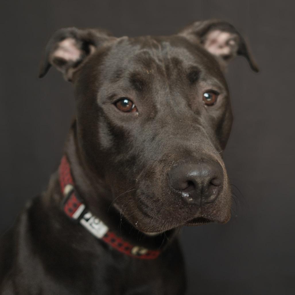 Riot, a Adoptable Pit Bull Terrier in Fairmont, WV image 2/6