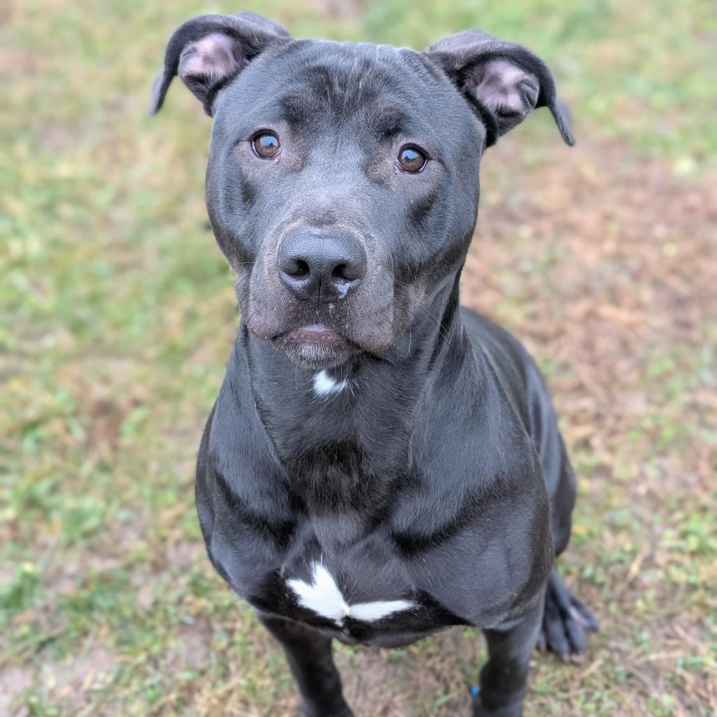 Riot, a Adoptable Pit Bull Terrier in Fairmont, WV image 3/6
