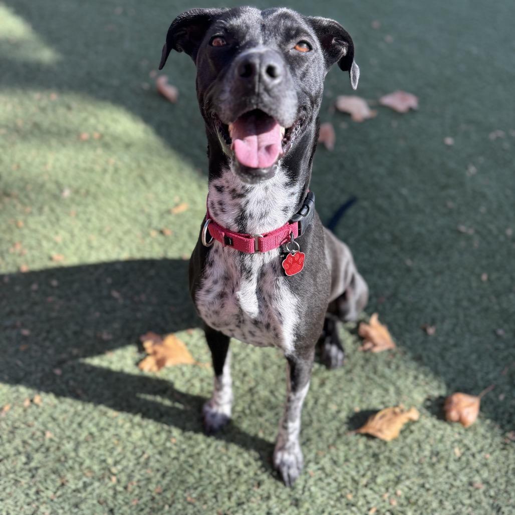 Lilac, a Adoptable Pointer image 1/6