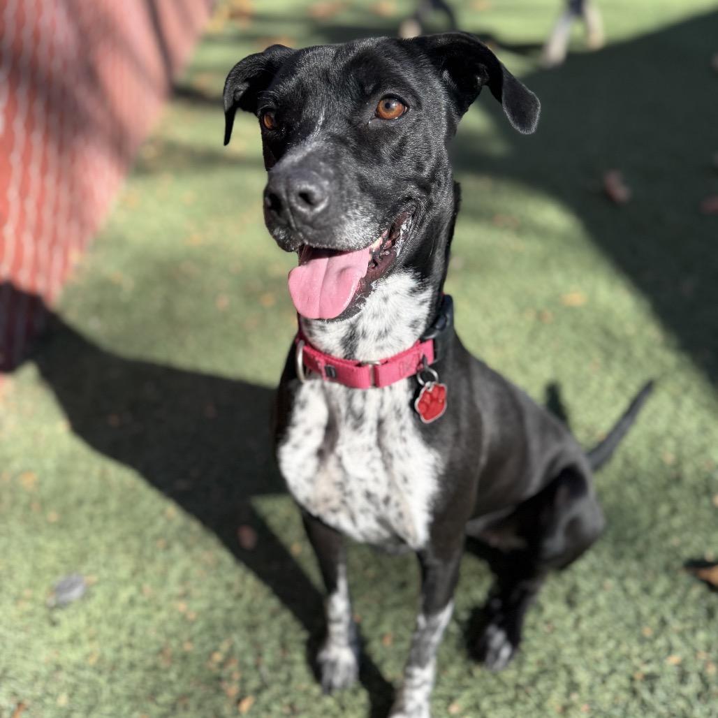 Lilac, a Adoptable Pointer image 2/6