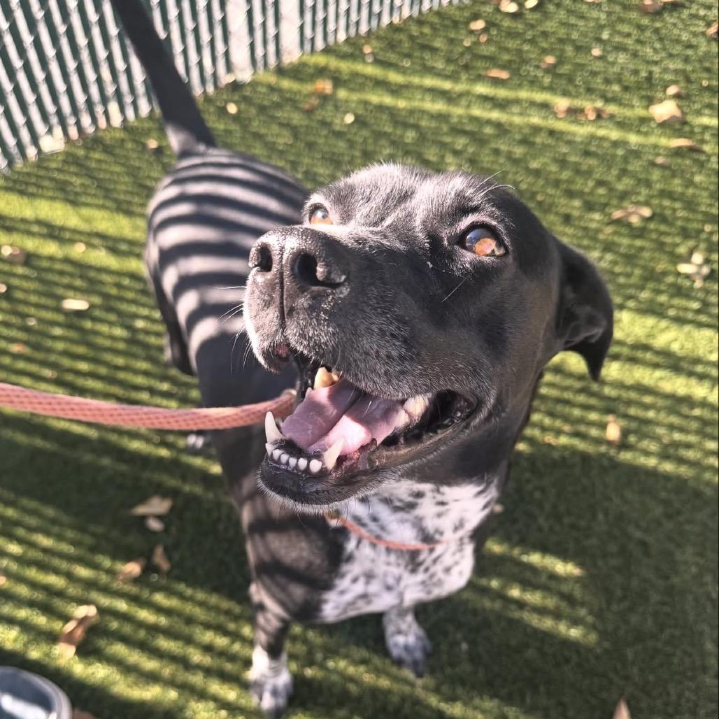 Lilac, a Adoptable Pointer image 3/6