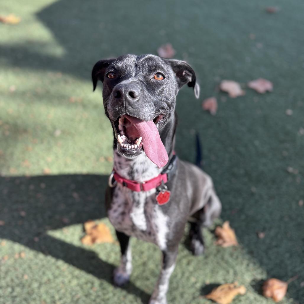 Lilac, a Adoptable Pointer image 5/6