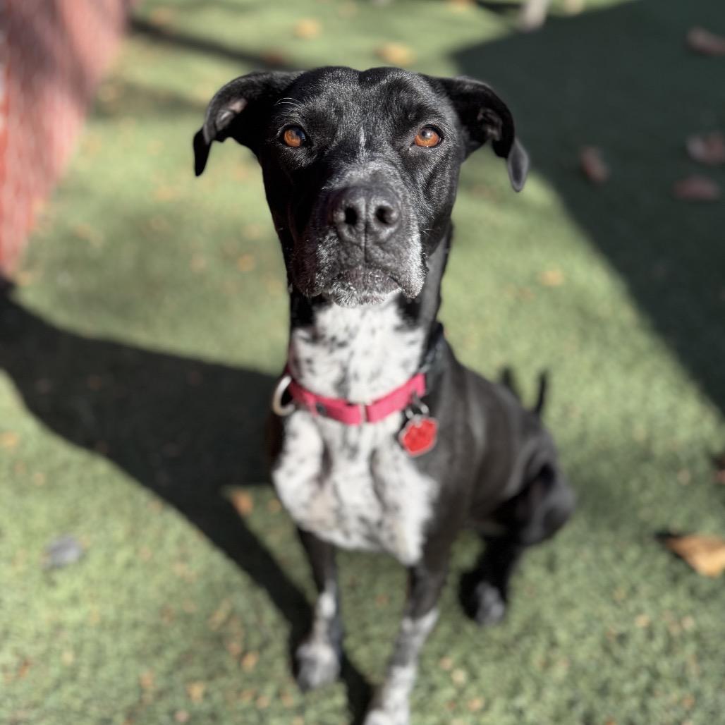 Lilac, a Adoptable Pointer image 6/6