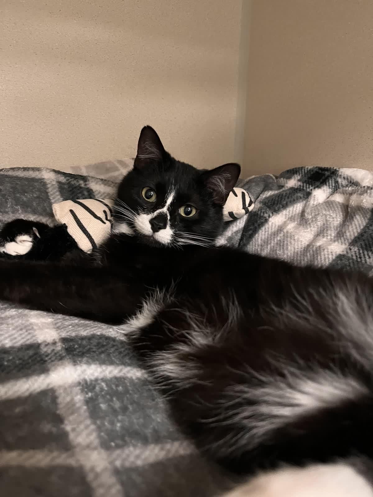 Oreo, adopted, Young Female Tuxedo.