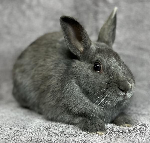 Wyatt, Adoptable, Baby Male Bunny Rabbit.