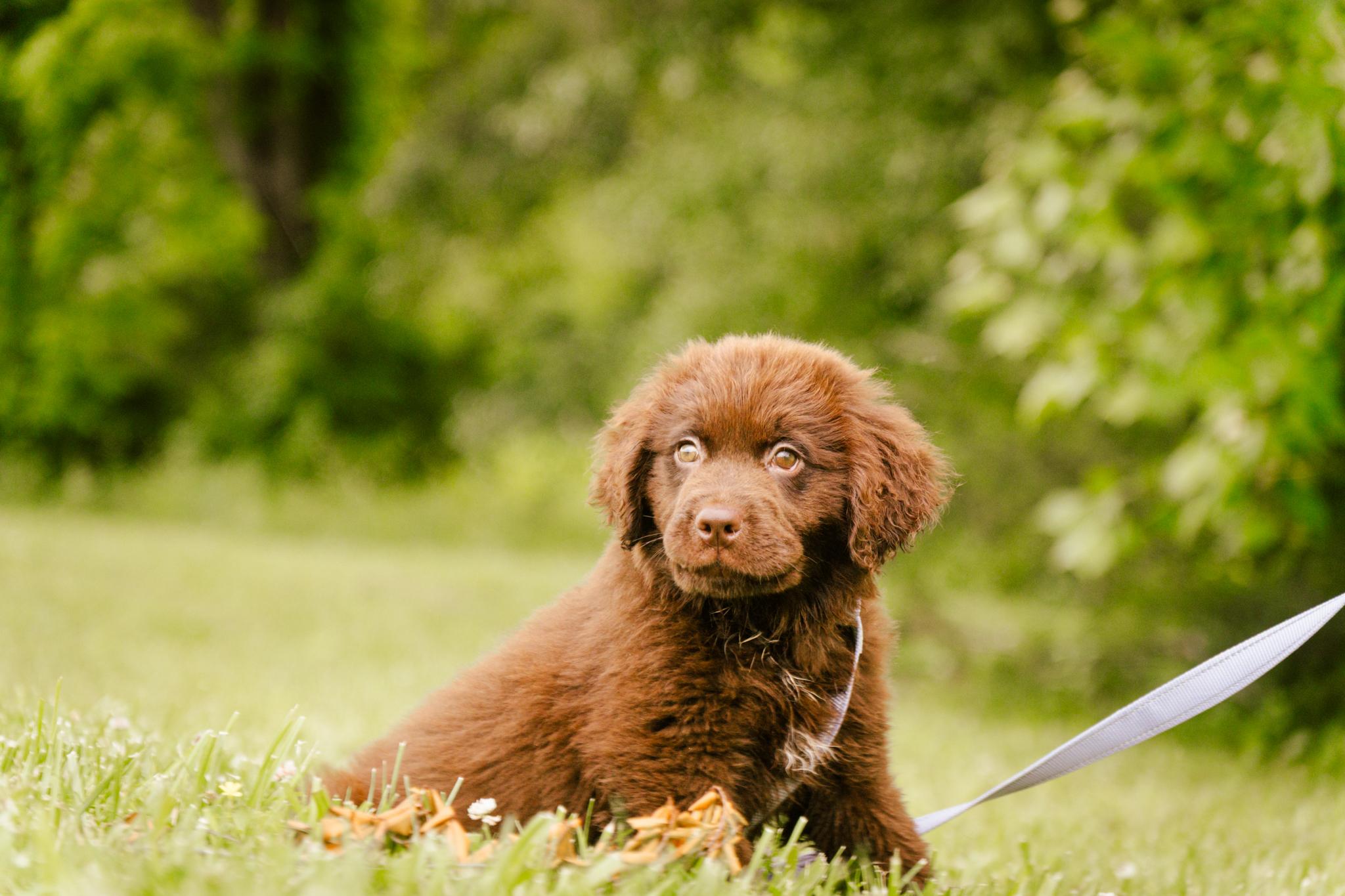 Clementine, Baby Female Newfoundland Dog