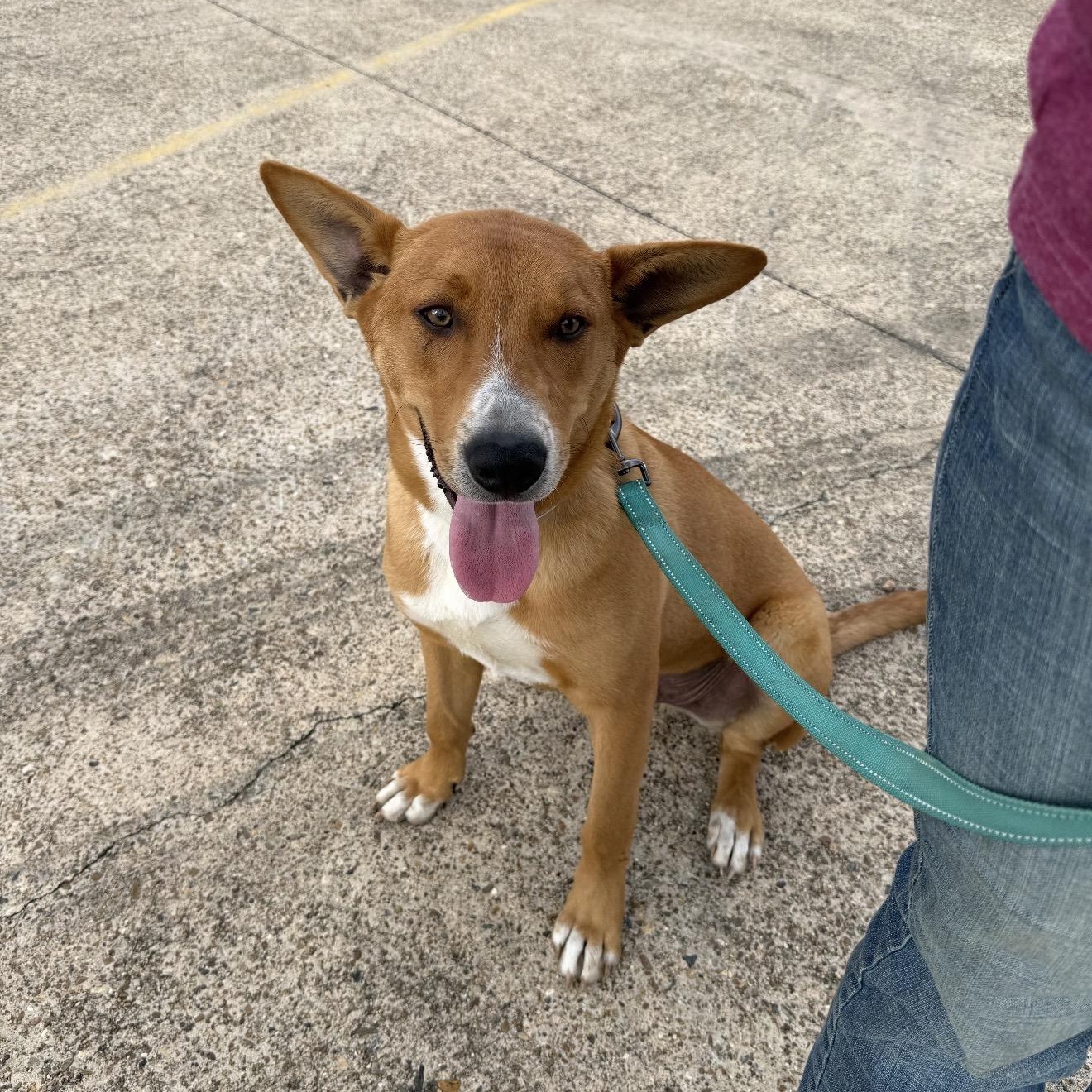 Tucker, a Adoptable mixed breed in Peoria, IL image 4/4