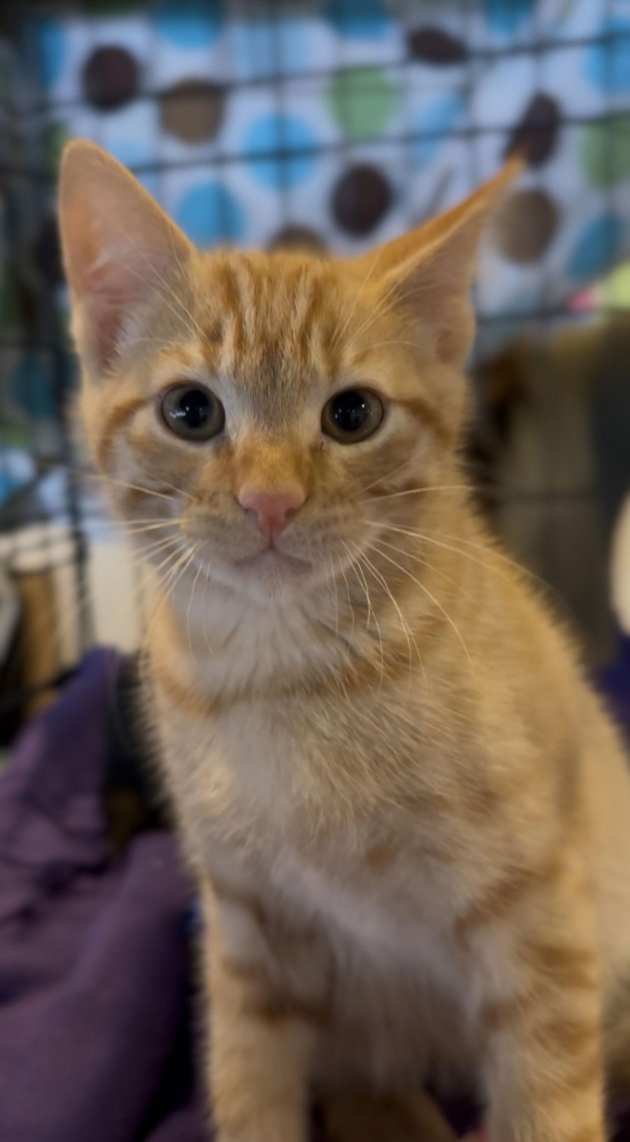 Pumpkin, a Adoptable Domestic Short Hair in San Jose, CA image 2/3