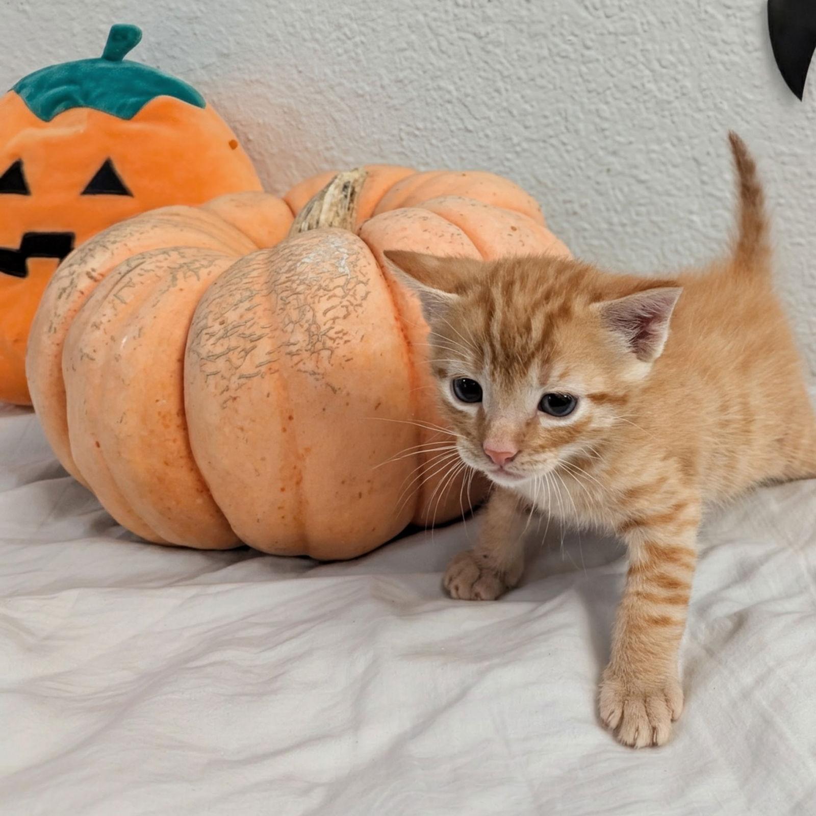 Pumpkin, a Adoptable Domestic Short Hair in San Jose, CA image 3/3