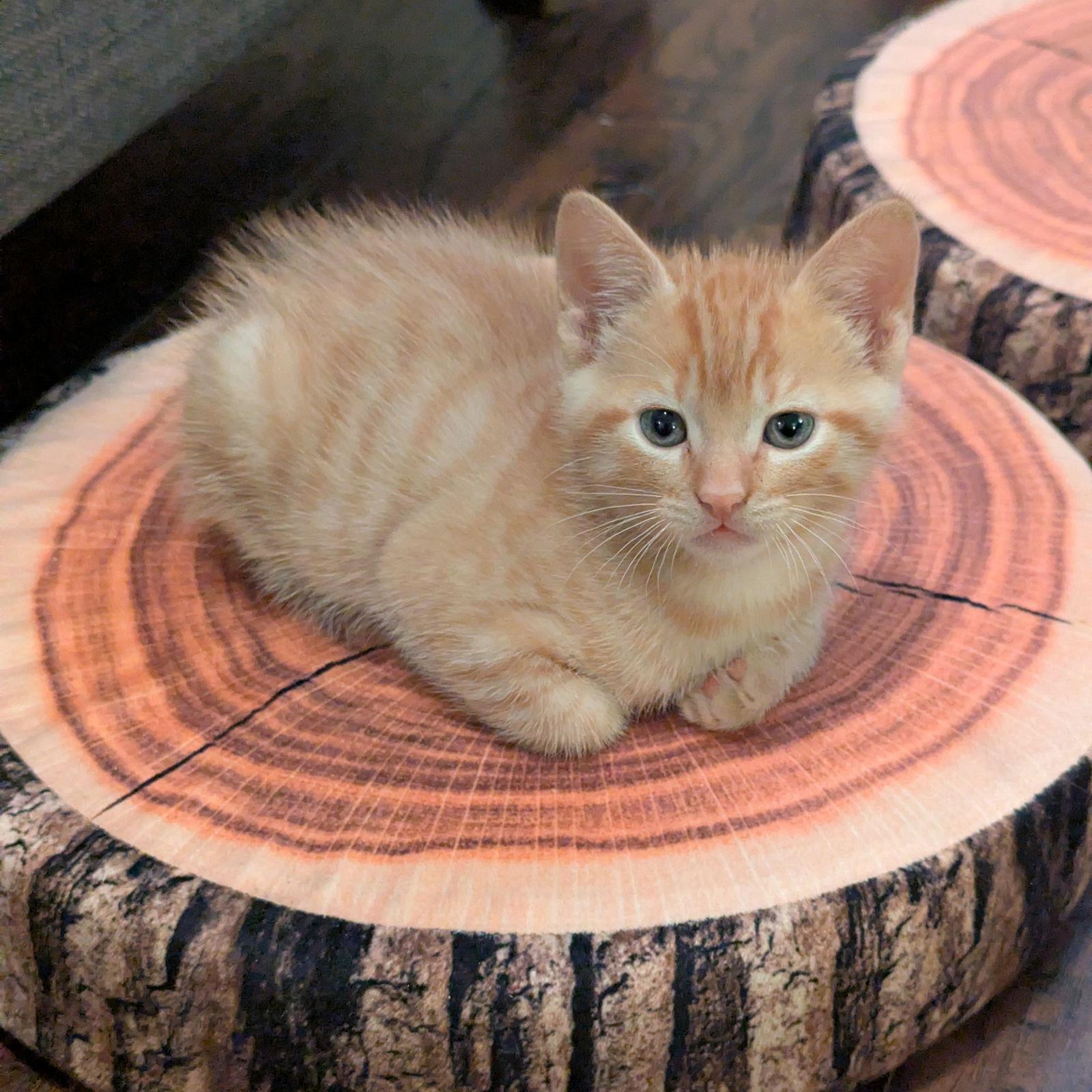 Pumpkin, Adoptable, Kitten Male Domestic Short Hair.