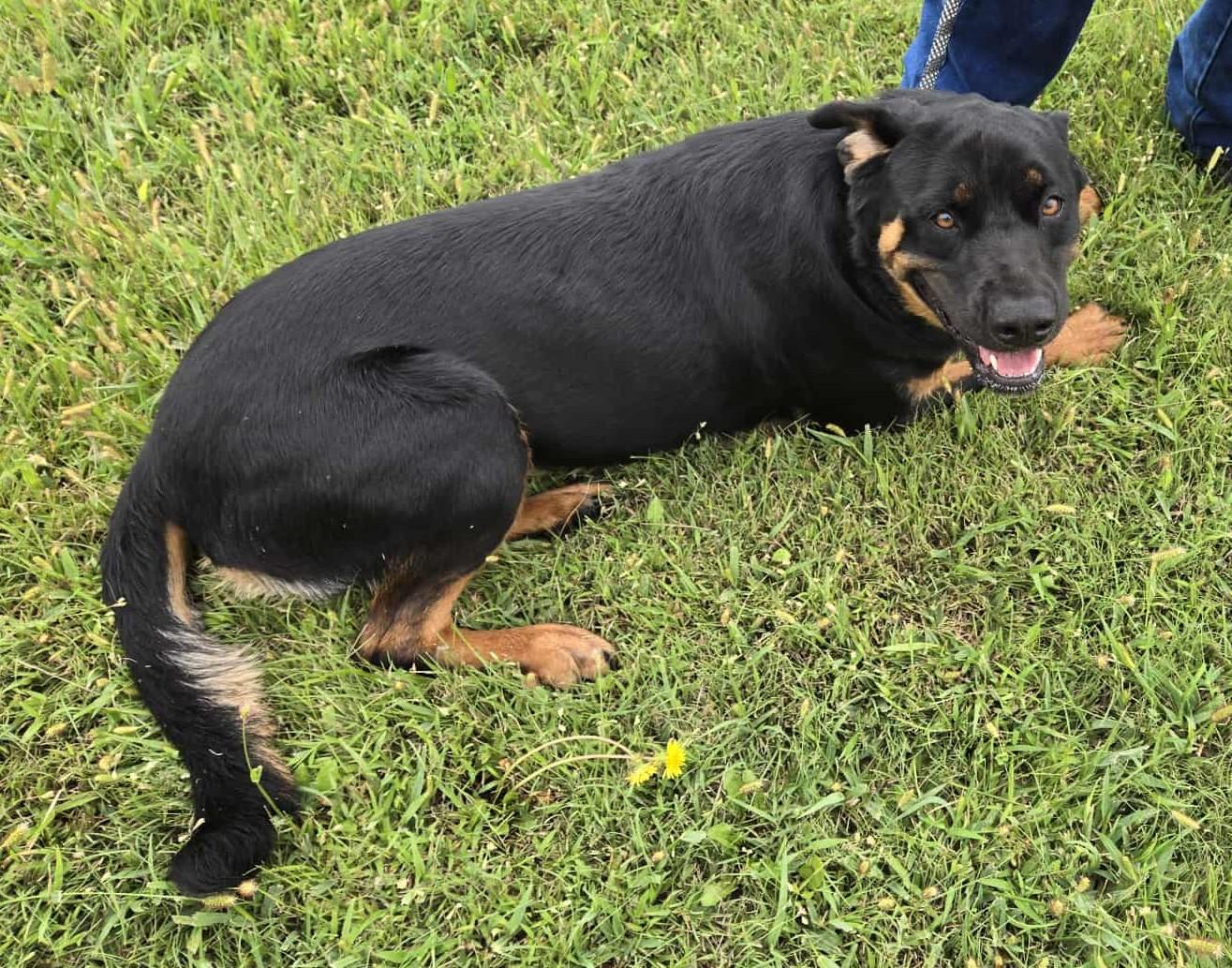 Bunni, an adoptable Rottweiler in Larned, KS, 67550 | Photo Image 4