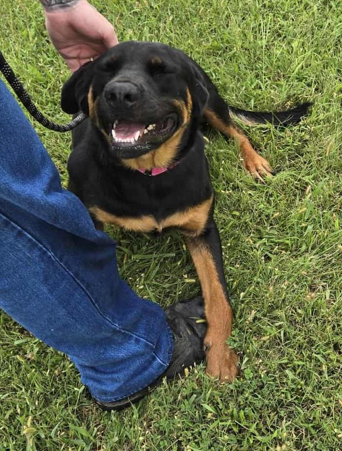 Bunni, an adoptable Rottweiler in Larned, KS, 67550 | Photo Image 1