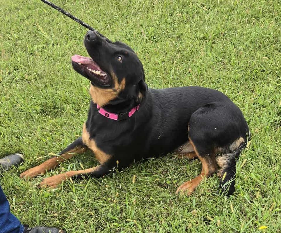 Bunni, an adoptable Rottweiler in Larned, KS, 67550 | Photo Image 2