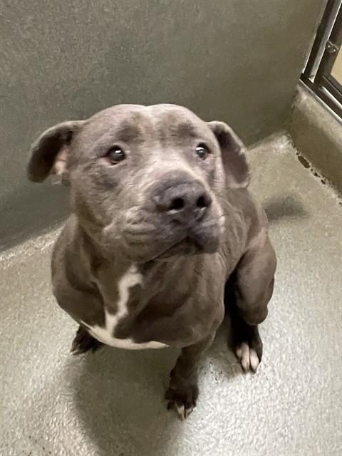 Enlarge DAPPER, a Adoptable Staffordshire Bull Terrier in Lees Summit, MO image 1/1