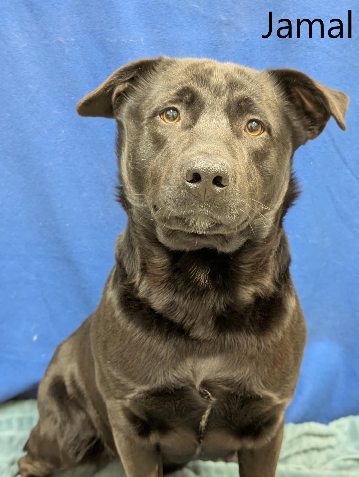 Enlarge Jamal, a ADOPTABLE mixed breed in Mount Vernon, OH image 1/1