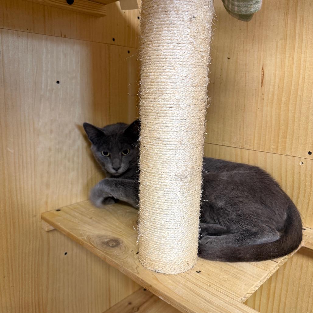 Emma, Adoptable, Adult Female Domestic Short Hair.
