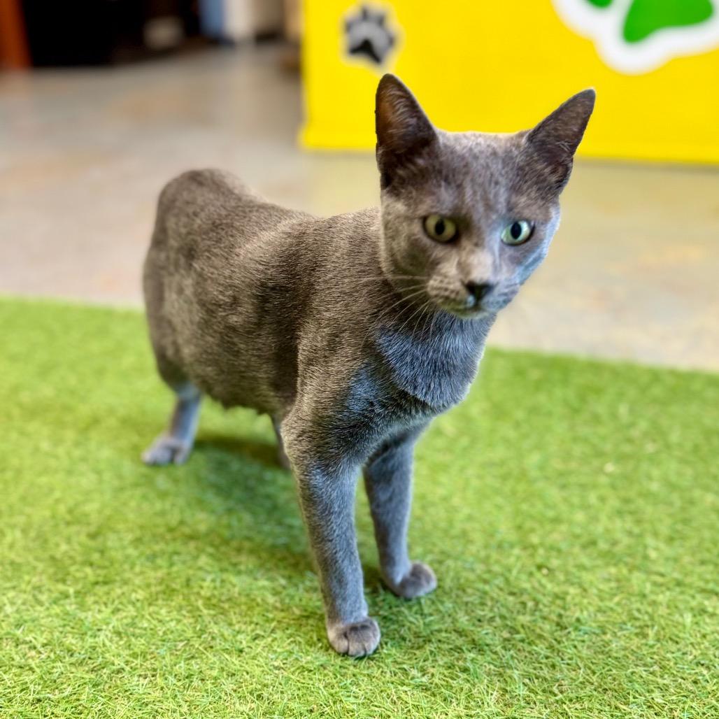 Emma, a Adoptable Domestic Short Hair in Pauls Valley, OK image 2/2