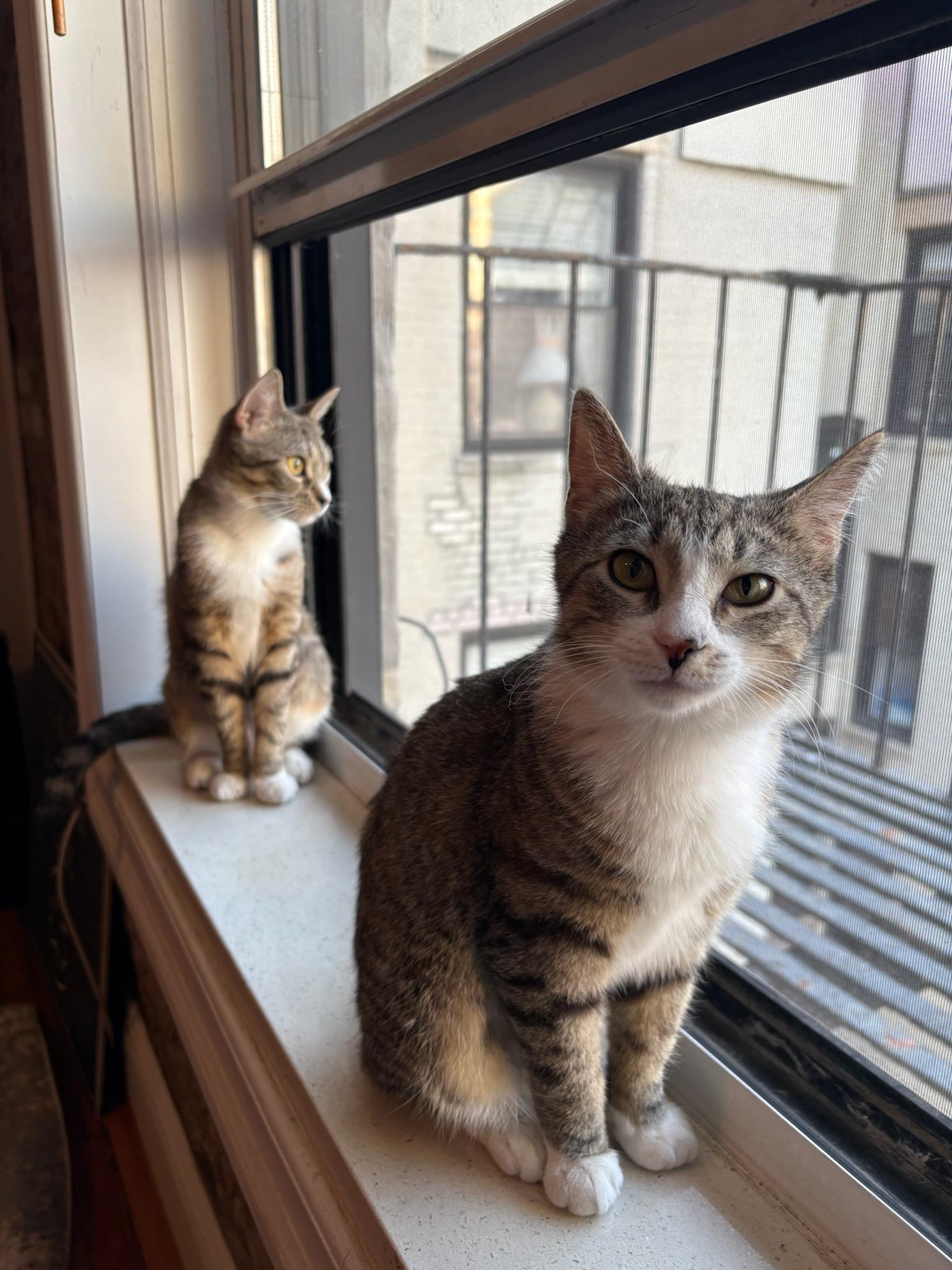 Tabitha and Matilda, an adopted mixed breed in Brooklyn, NY image 1/6
