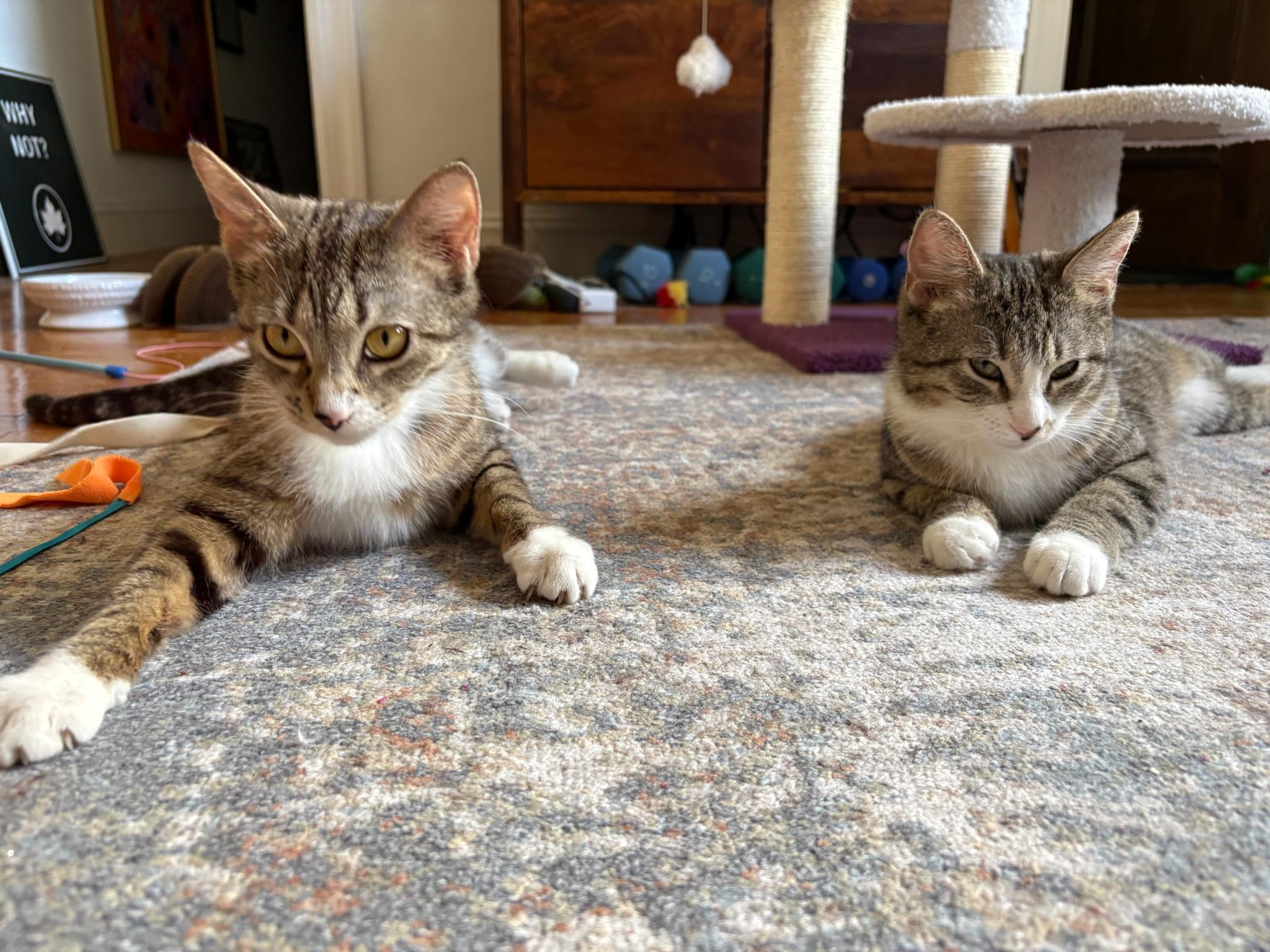 Tabitha and Matilda, an adopted mixed breed in Brooklyn, NY image 2/6