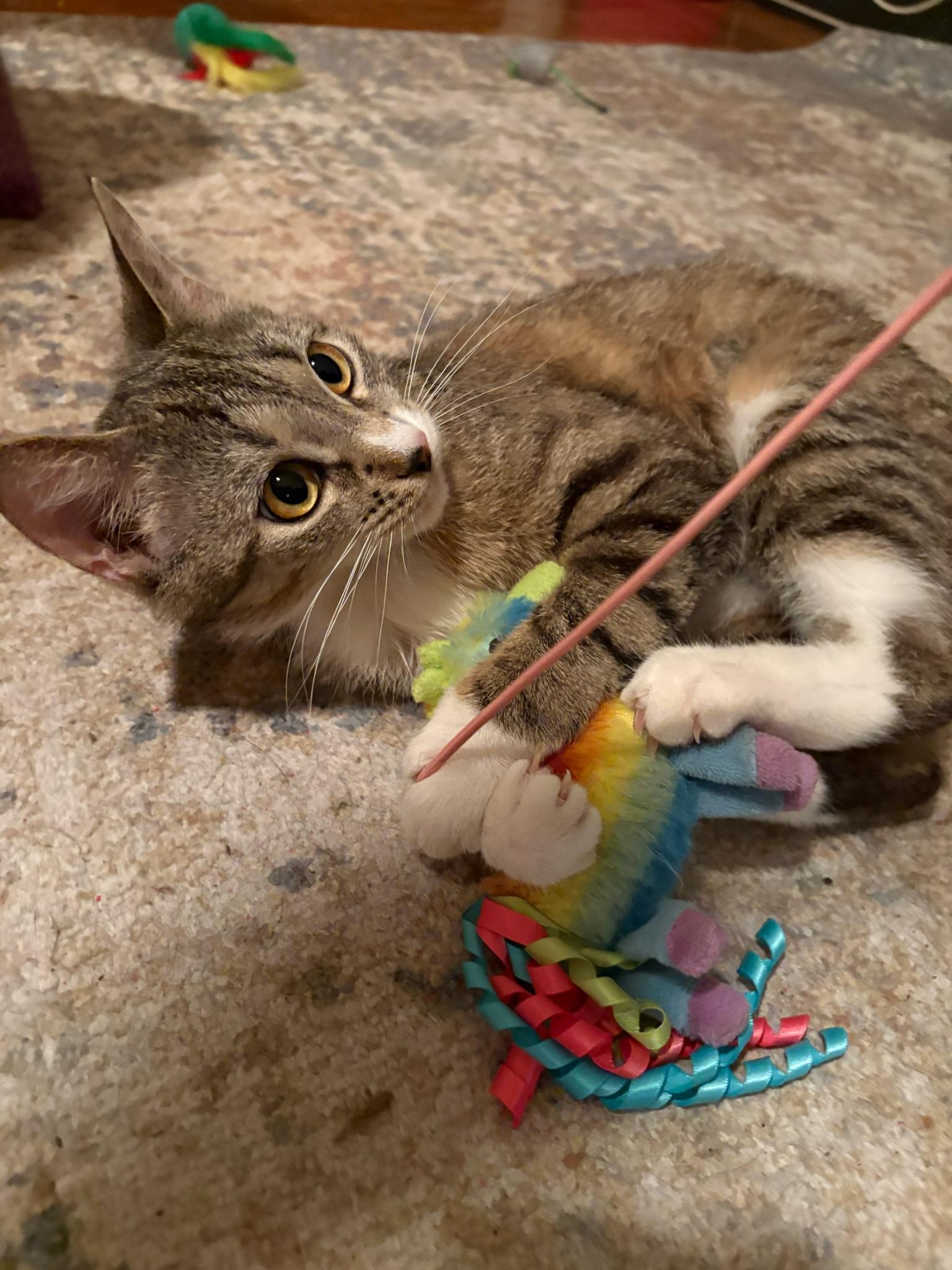 Tabitha and Matilda, an adopted mixed breed in Brooklyn, NY image 4/6