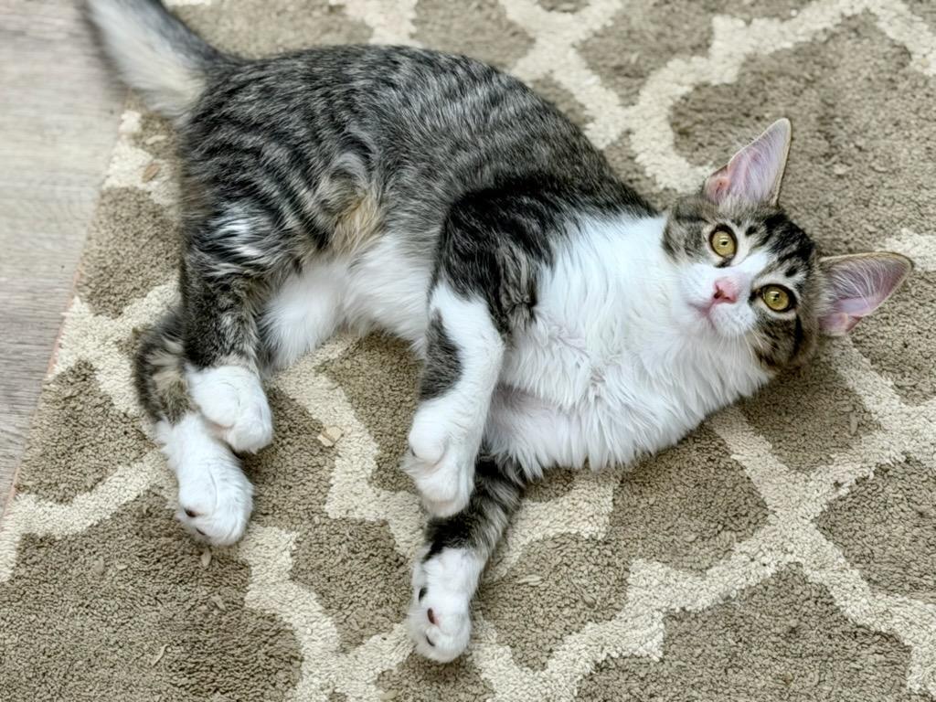 Minna, an adoptable Domestic Medium Hair in Grove City, OH image 2/3