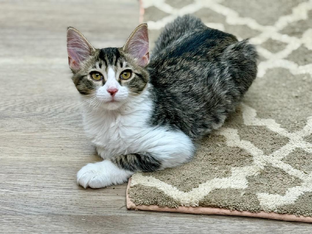 Minna, an adoptable Domestic Medium Hair in Grove City, OH image 3/3