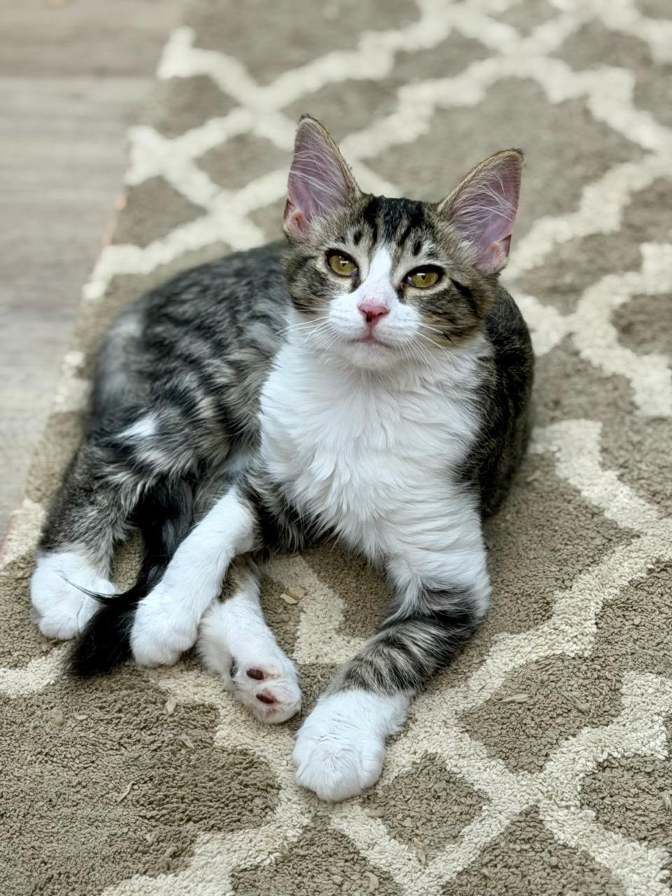 Minna, adoptable, Kitten Female Domestic Medium Hair.