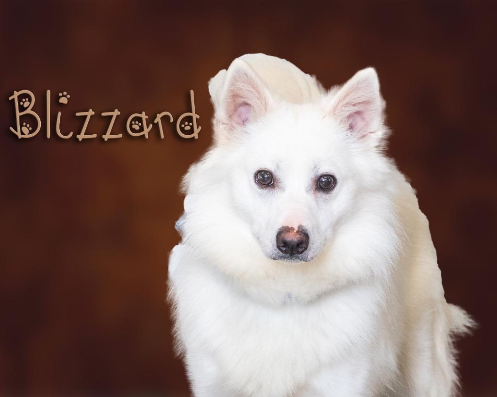 Enlarge Blizzard, an adopted American Eskimo Dog in Somerset, PA image 1/1