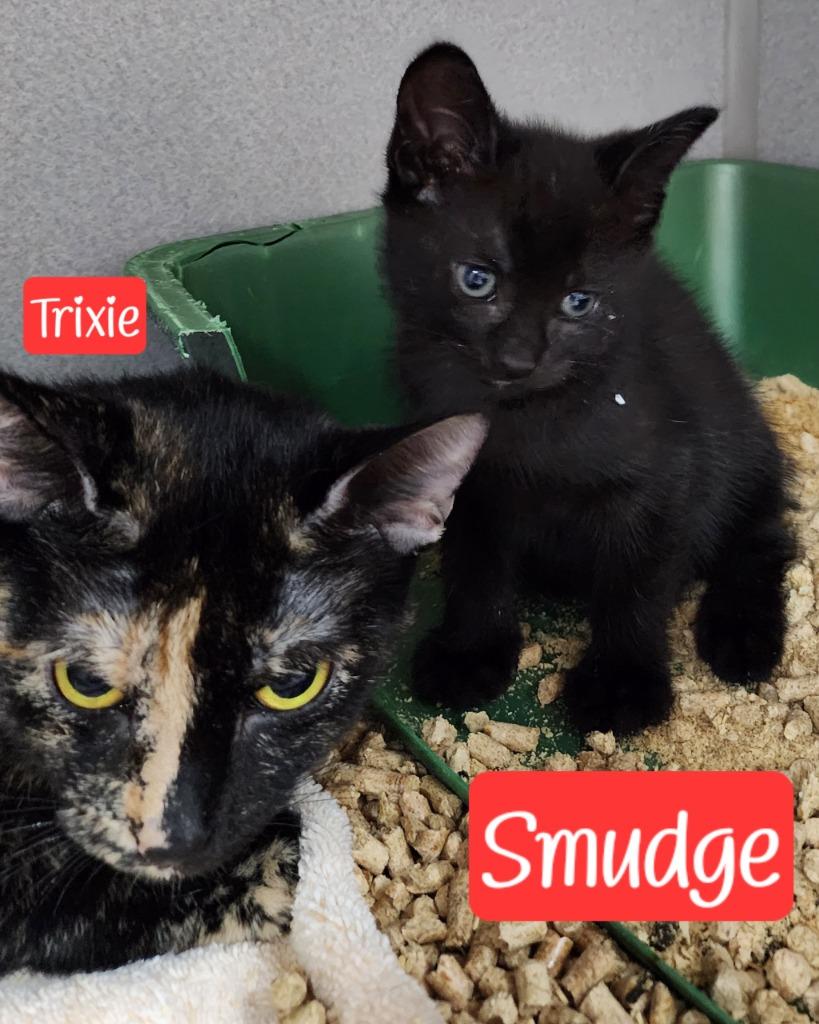 Smudge, Adoptable, Young Female Domestic Short Hair.