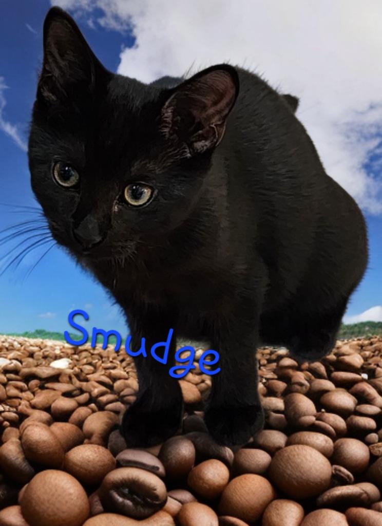 Enlarge Smudge, a Adoptable mixed breed in Jim Thorpe, PA image 5/5
