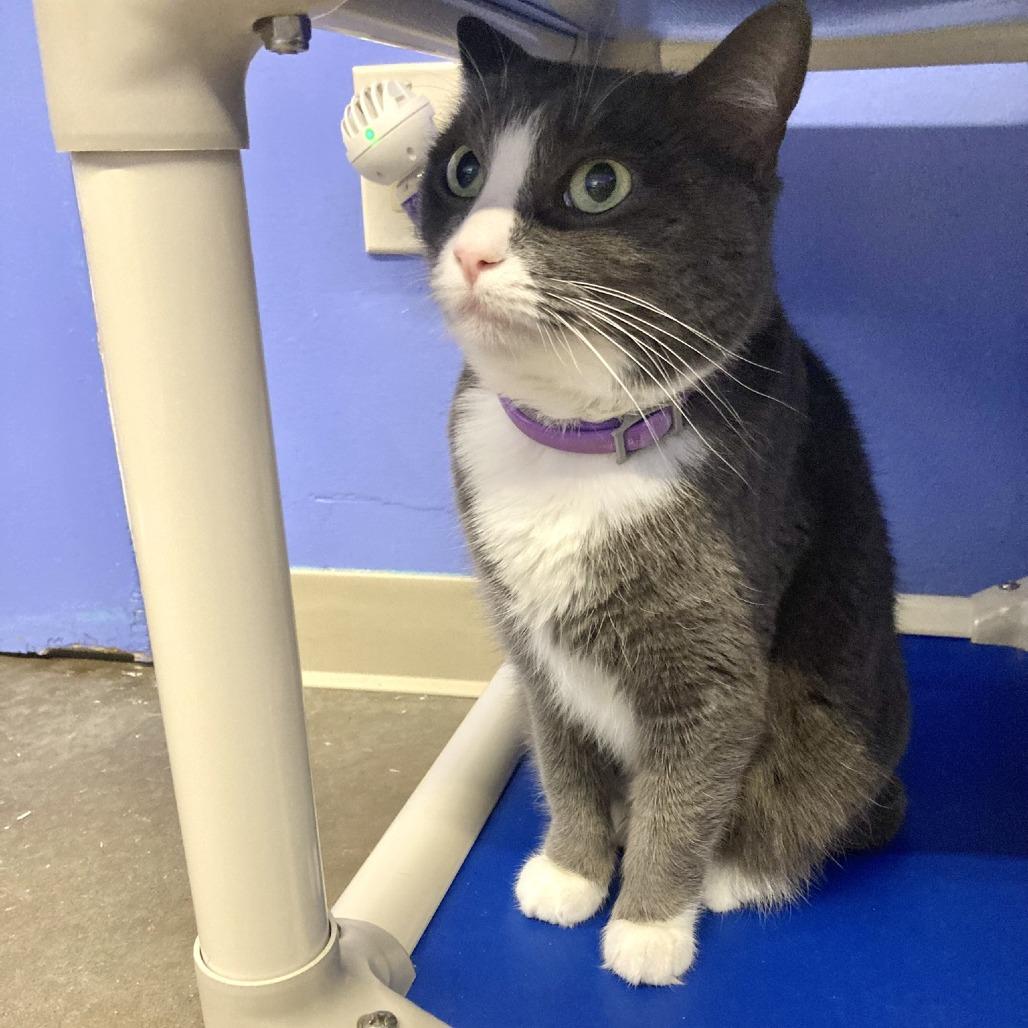 Kit, Adoptable, Senior Female Domestic Short Hair.