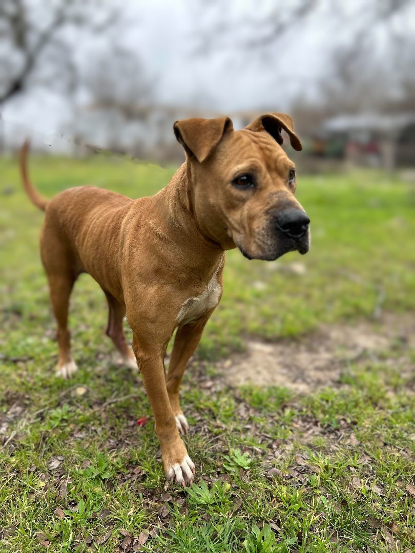 Enlarge Spirit, a Adoptable mixed breed in Kempner, TX image 2/4