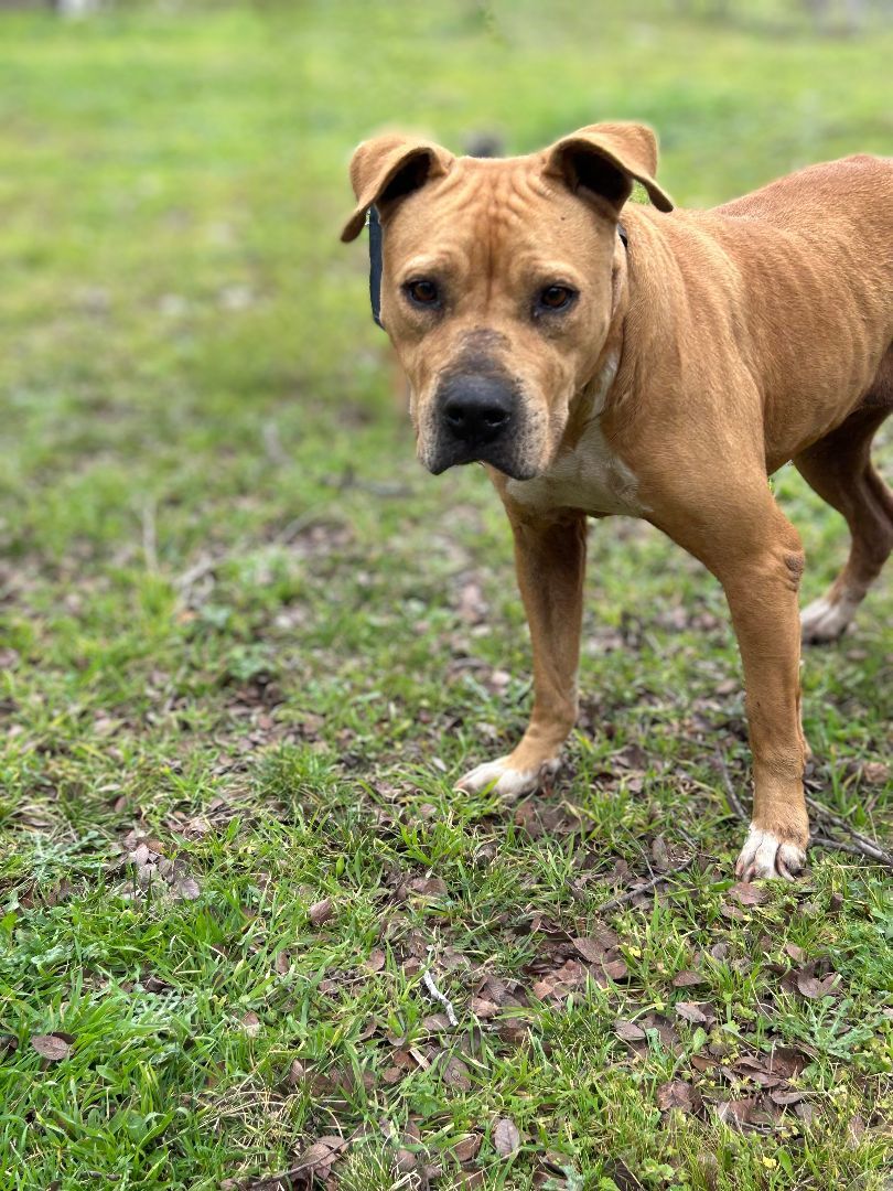 Spirit — thumbnail 2