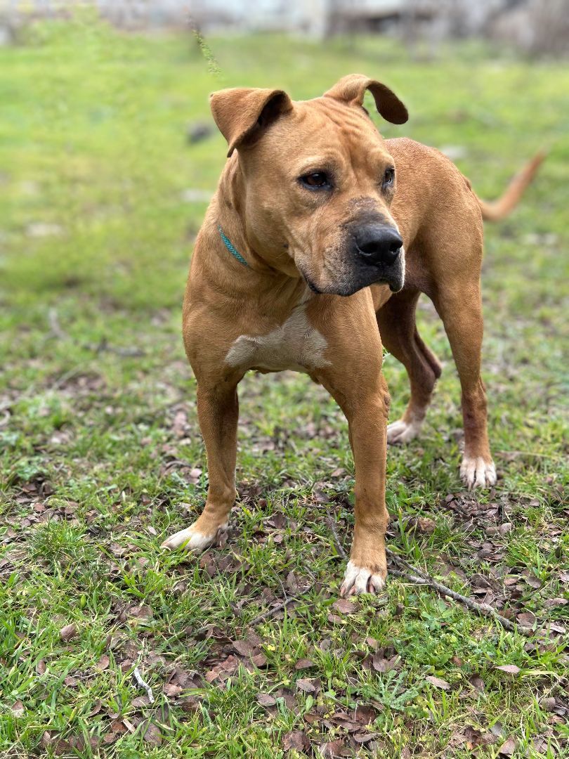 Spirit, Adoptable, Adult Female Boxer.