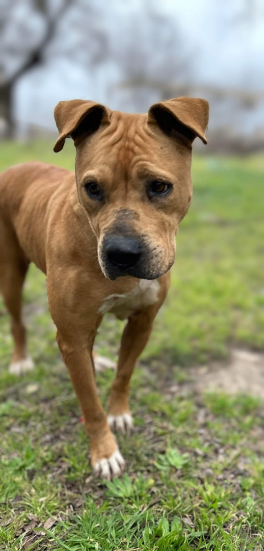 Enlarge Spirit, a Adoptable mixed breed in Kempner, TX image 4/4