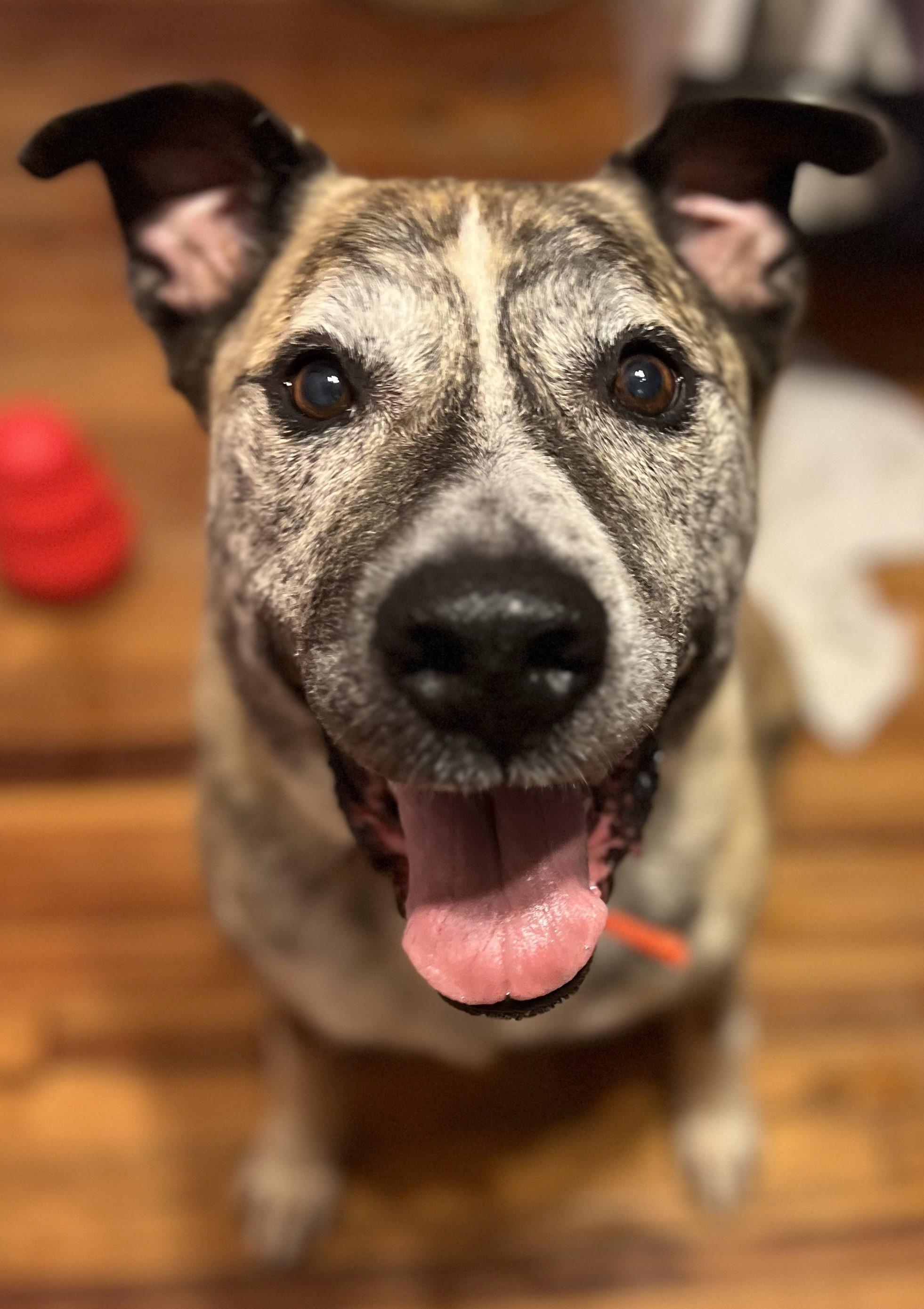 Brisket, Senior Male unknown