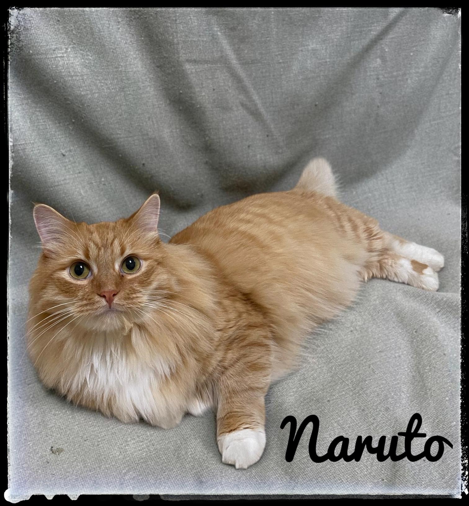 Enlarge Naruto, a Adoptable Domestic Medium Hair in El Cajon, CA image 2/2