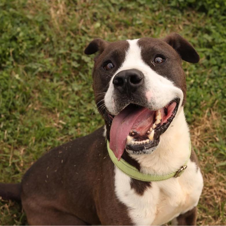 Country, Adoptable, Adult Male Pit Bull Terrier.