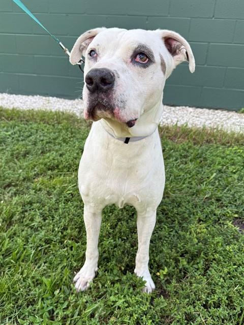 ANDRE, Adoptable, Senior Male Pit Bull Terrier.