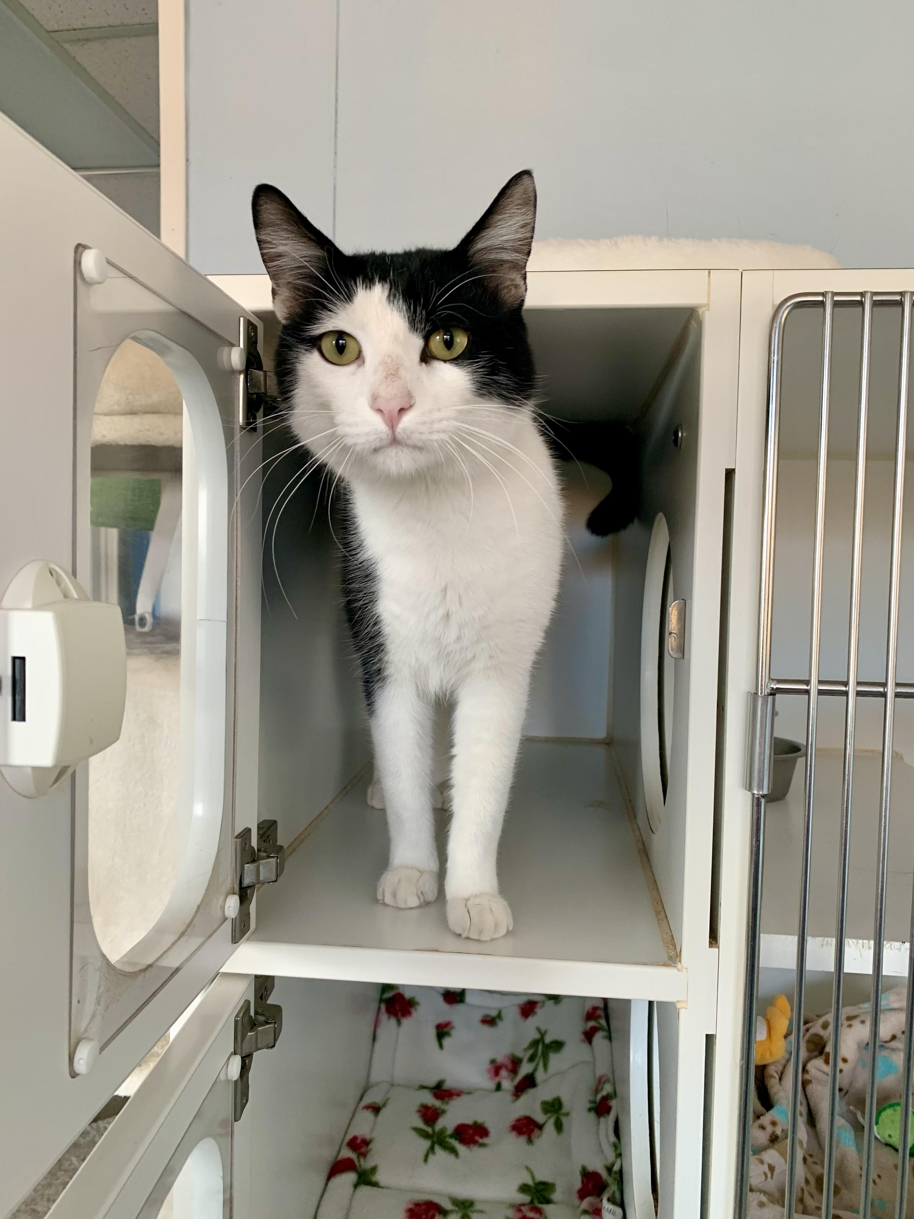 Enlarge Herbert, a Adoptable Domestic Short Hair in Grass Valley, CA image 4/5