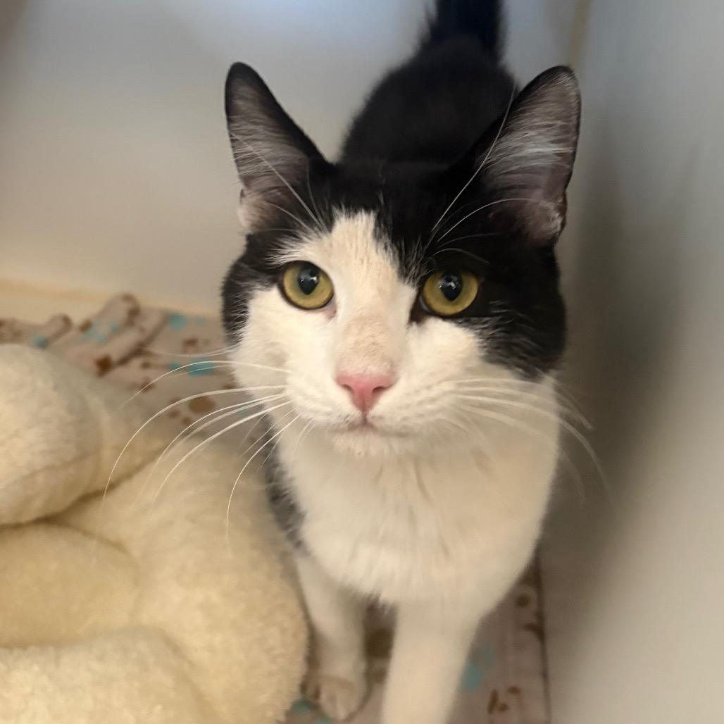 Herbert, Adoptable, Adult Male Domestic Short Hair.