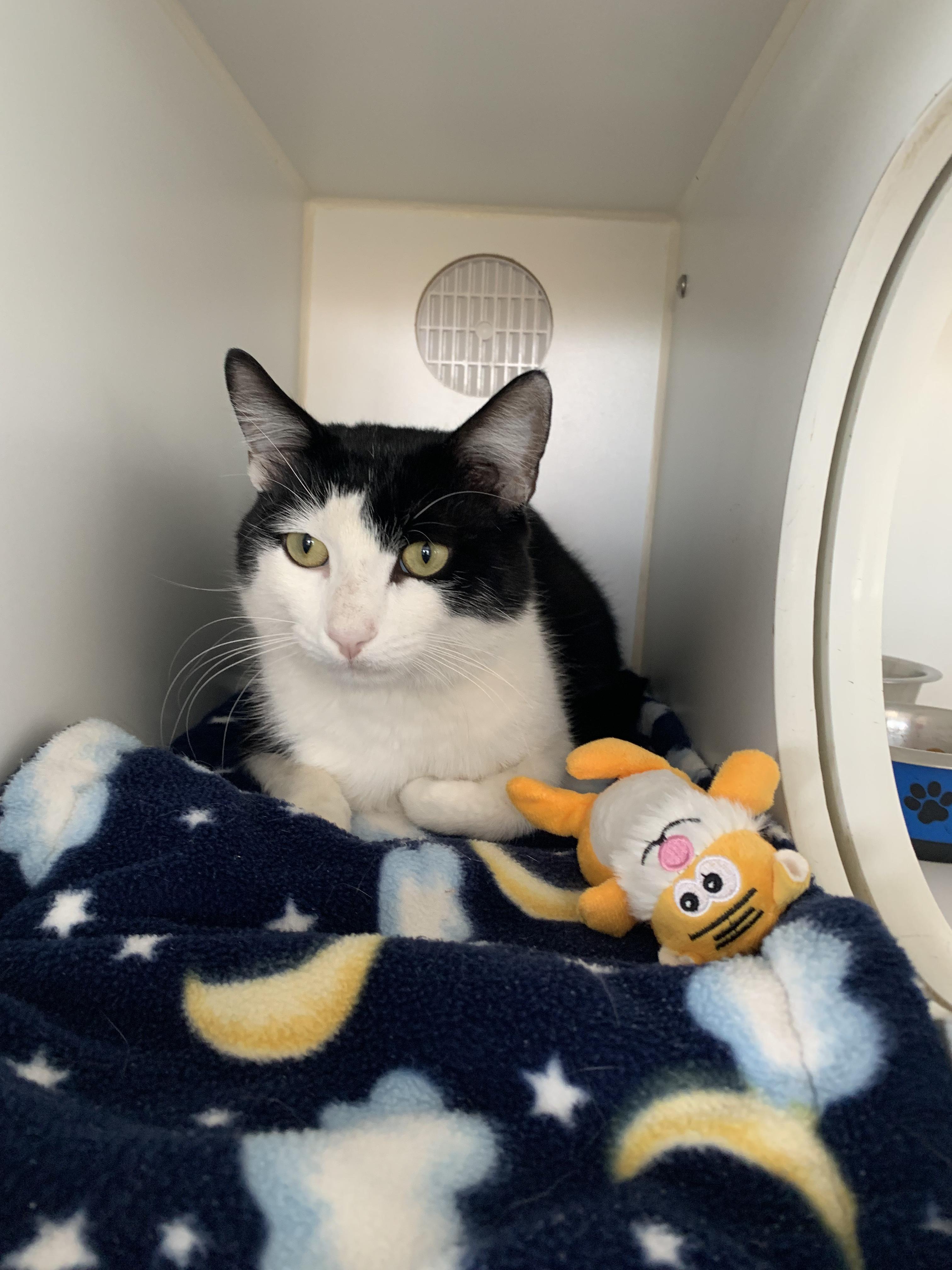 Enlarge Herbert, a Adoptable Domestic Short Hair in Grass Valley, CA image 2/5