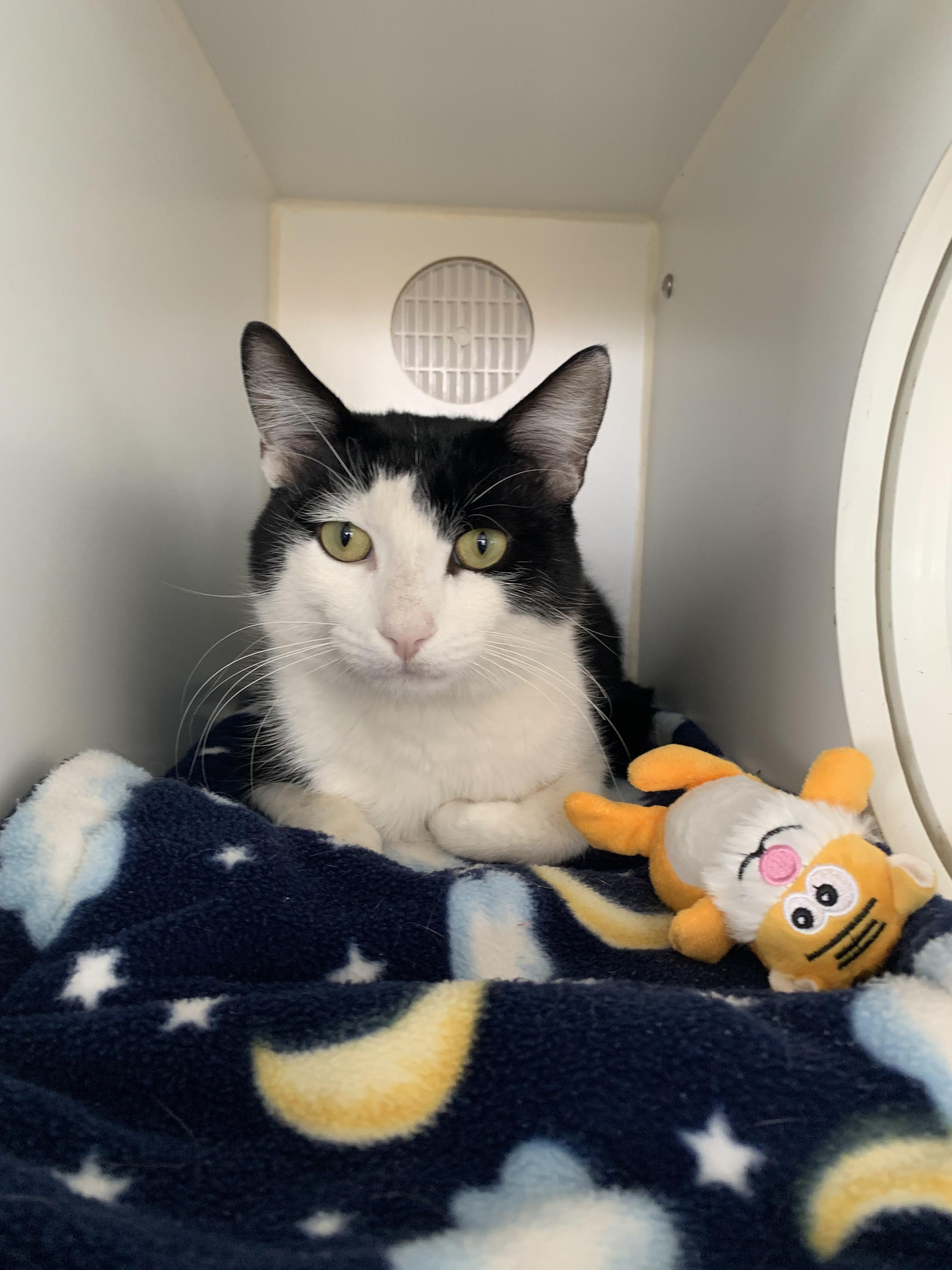 Enlarge Herbert, a Adoptable Domestic Short Hair in Grass Valley, CA image 3/5
