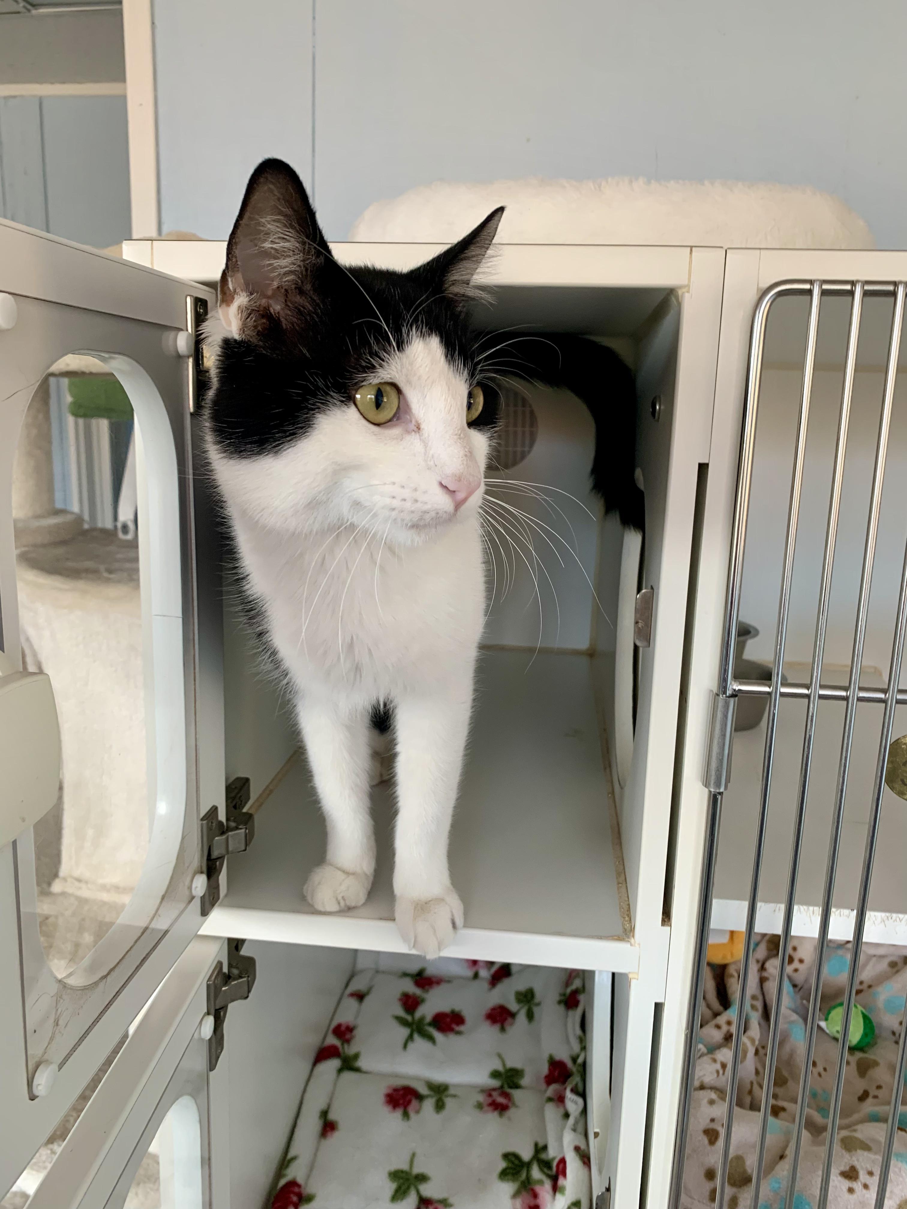 Enlarge Herbert, a Adoptable Domestic Short Hair in Grass Valley, CA image 5/5
